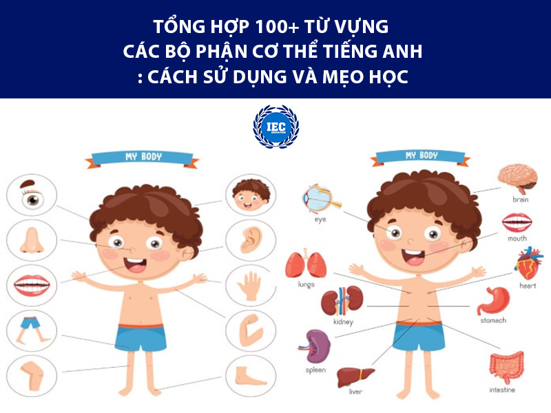 Tổng Hợp 100+ Từ Vựng Các Bộ Phận Cơ Thể Tiếng Anh: Cách Sử Dụng Và Mẹo Học