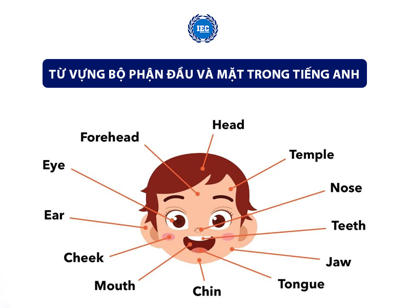 Từ Vựng Bộ Phận Đầu và Mặt Trong Tiếng Anh
