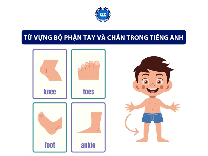 Từ Vựng Bộ Phận Tay và Chân Trong Tiếng Anh