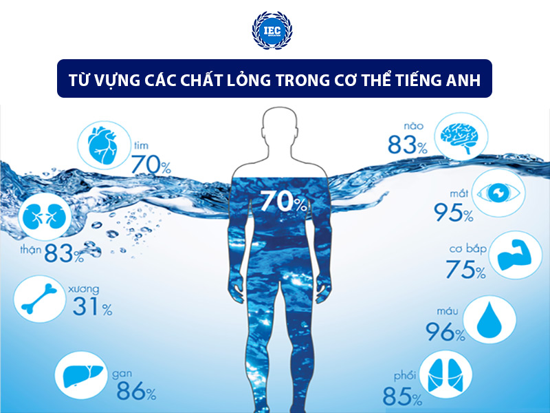 Từ Vựng Các Chất Lỏng Trong Cơ Thể Tiếng Anh