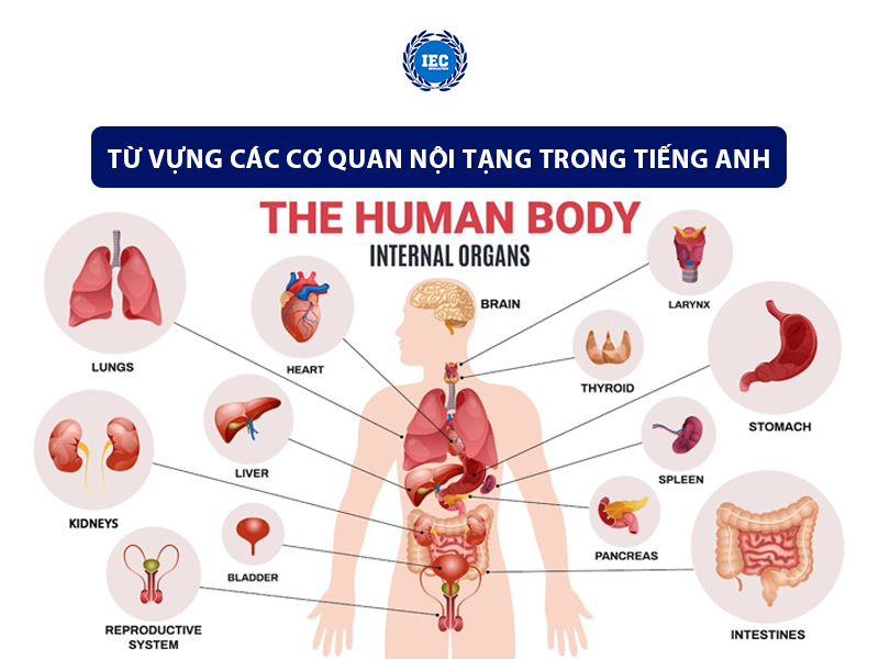 Từ Vựng Các Cơ Quan Nội Tạng Trong Tiếng Anh