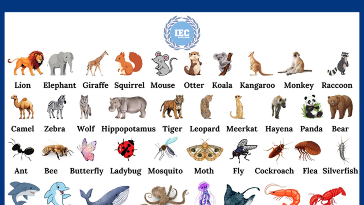 Tổng Hợp Từ Vựng Các Con Vật Bằng Tiếng Anh Đầy Đủ Và Phổ Biến Nhất Hiện Nay