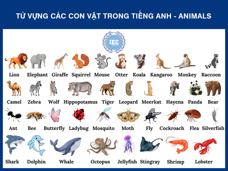Tổng Hợp Từ Vựng Các Con Vật Bằng Tiếng Anh