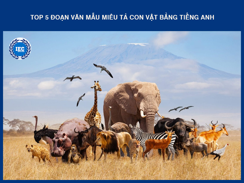 Top 5 Đoạn Văn Mẫu Miêu Tả Con Vật Bằng Tiếng Anh