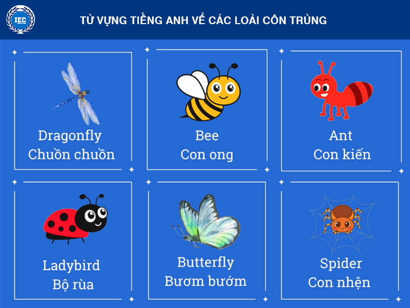 từ vựng tiếng anh về chủ đề Côn Trùng