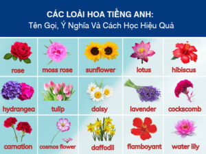 Các Loài Hoa Tiếng Anh: Tên Gọi, Ý Nghĩa Và Cách Học Hiệu Quả
