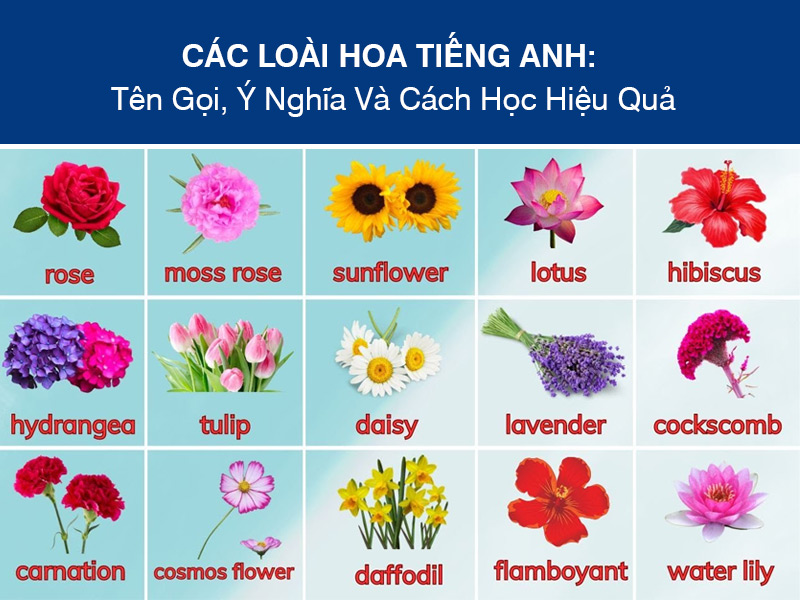 Các Loài Hoa Tiếng Anh: Tên Gọi, Ý Nghĩa Và Cách Học Hiệu Quả