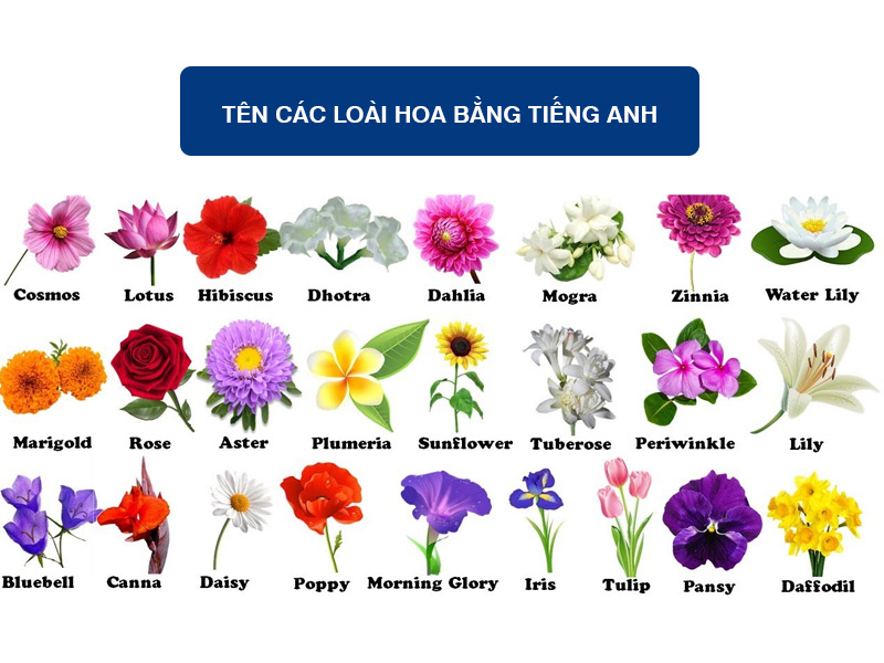 Tên Các Loài Hoa Bằng Tiếng Anh: Bảng Chi Tiết Kèm Ý Nghĩa
